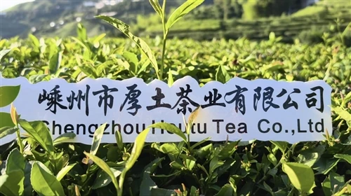 Green Tea – One of the Six Major Tea Categories Green Tea – One of the Six Major Tea Categories